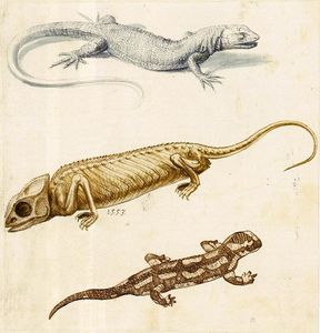 Estudio de un lagarto, un camaleón y una salamandra