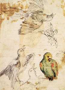 Study of a Parrot and Other Birds