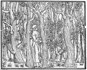 Poliphilus в Дерево