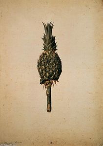 Pineapple (Bromelia ananas)