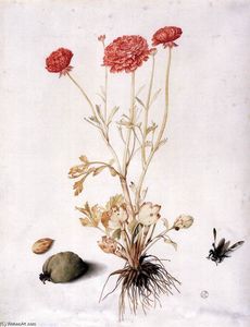 Ranunculus with Two Almonds and a Hymenopteran