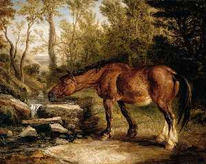 一匹马 饮用  在  一个  溪水