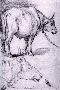 Two Studies of Bulls
