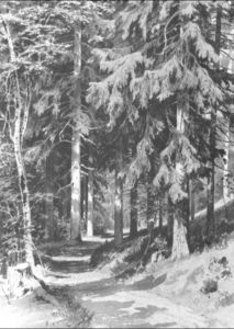 caminho em um floresta