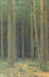 Reserve, pine forest
