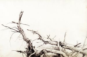 Study of Fallen Tree Trunks, Bolton, Lake George, New York
