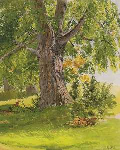Sunny oak