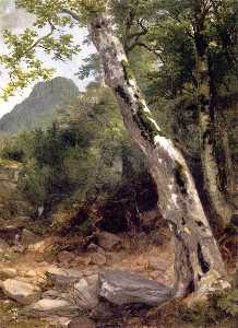 Ein Bergahorn Baum , Plaaterkill Gewürznelke ( auch bekannt als the sycamore , Kaaterskill Gewürznelke )