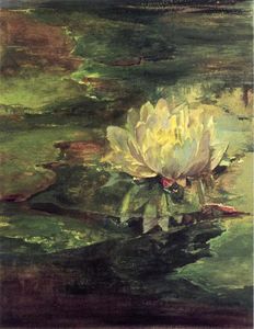 Water Lily Entre Pads