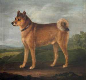 'fox' , Любимый собака Сэр Джон Уильям де-ла- Брусок
