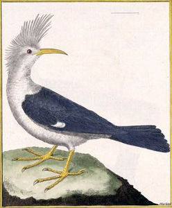 Abubilla Starling