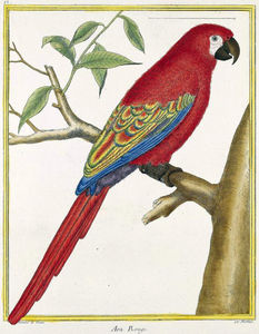 Lesser Antillean Macaw
