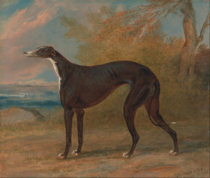 One Of George Lane Fox's Winning Greyhounds