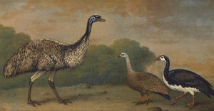 Emu, Cape Barren Goose And Magpie Goose