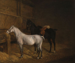 Un poney gris et un chargeur noir dans une étable