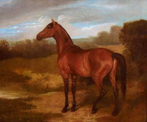 Colt Of Mare And Arab Horse -