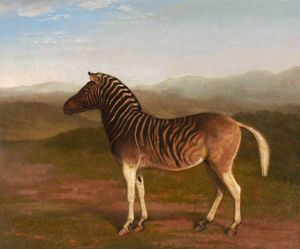 Male Quagga From Africa, The First Sire