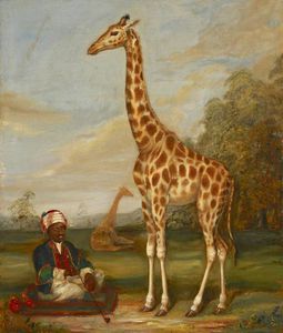 Two Giraffes With A Seated Indian Attendant In A Savannah Landscape