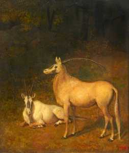 два белых антилопы