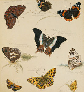 études de papillons  et  insectes