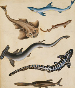 études de poissons, y compris Requin , Pikefish , Carpe