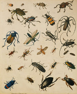 estudios de insectos