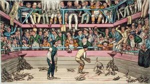 The Celebrated Dog Billy Killing 100 Rats At The Westminster Pit