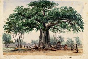 Carro coperto e uomini sotto un grande Baobab