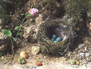 Still Life With Bird's Nest