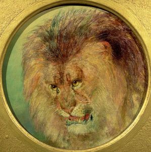 Study Of A Lion