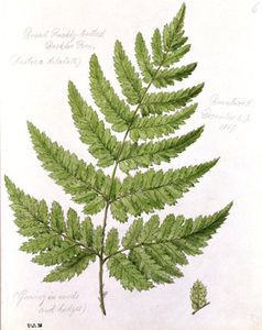 Broad Prickly-toothed Buckler Fern