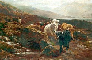 苏格兰风景，高地牛