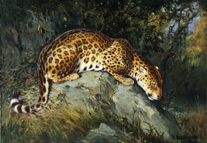 A Leopard Crouching On A Rock