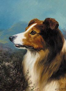 A Collie In A Moorland Landscape