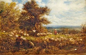 Sheep Changing Pastures