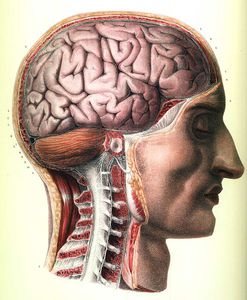 Cerebrum, Cerebellum, Brain Stem And Cervical Cord