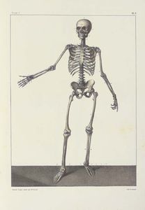 Complete Treatise On The Human Anatomy, Including The Operative Medicine