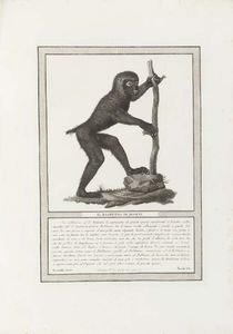 Natural History Of The Apes