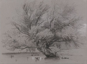 Pond With Willow Tree And Ducks