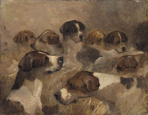 Study Of A Group Of Foxhounds