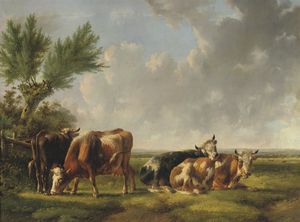 Cattle Resting In The Meadow
