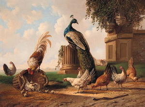 Peacock, Rooster And Chickens By A Ruin