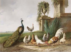 Poultry And A Peacock In A Meadow