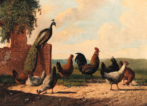 Rooster And Hen With Chicks; And Peacock, Rooster And Chickens By A Ruin
