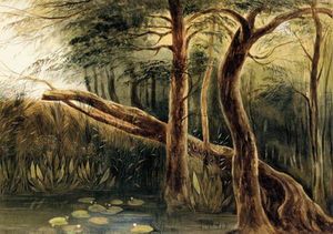 一个 池  在  一个  树木繁茂  风景  锡兰