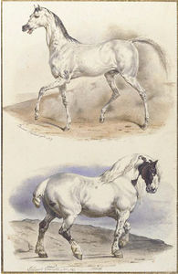 Un Stallion arabo And A Carthorse