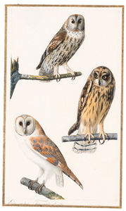 Eurasian Tawny Owl - Strix Aluco Hibou Des Marais - Short-eared Owl - Asio Flammeus Chouette Effraye - Barn Owl - Tyto Alba Alba