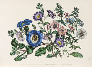 Las señoras Flor-jardín De ornamentales Plantas anuales -