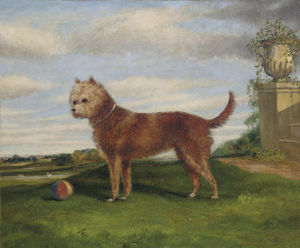 Ein Terrier mit einer Kugel in eine umfangreiche Landschaft