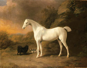 Ein Grau Pony , mit ein Spitz und ein Jagdhund , in ein rocky bewaldete Landschaft